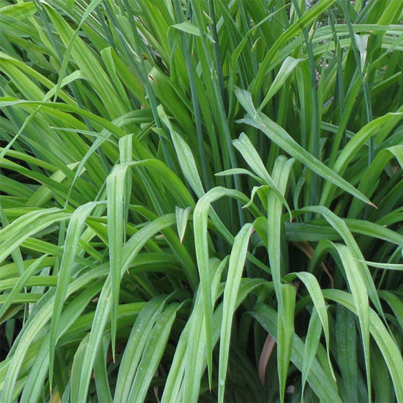 Hemerocallis Chicago Knobby - Taglilie (Foliage)