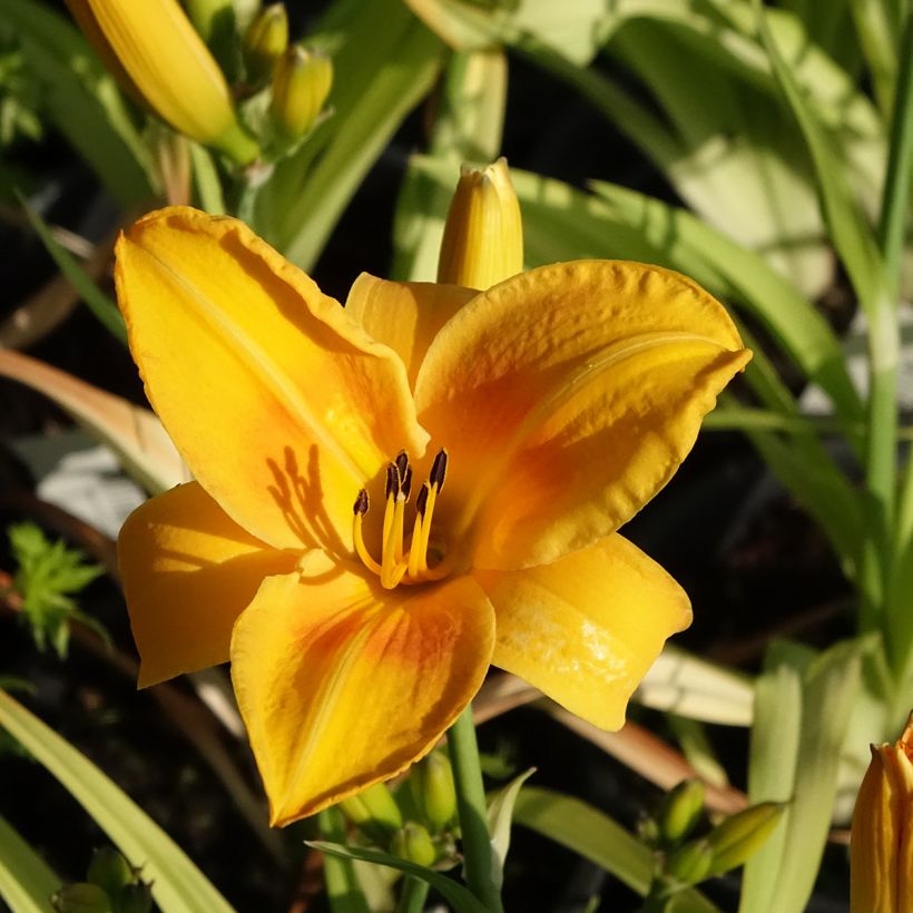 Hemerocallis Chicago Sunrise - Taglilie (Flowering)
