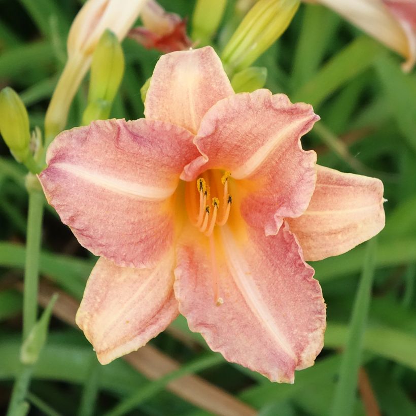 Hemerocallis Children s Festival - Taglilie (Flowering)