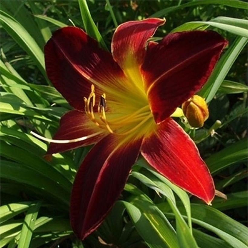 Hemerocallis Chipper Cherry - Taglilie (Flowering)