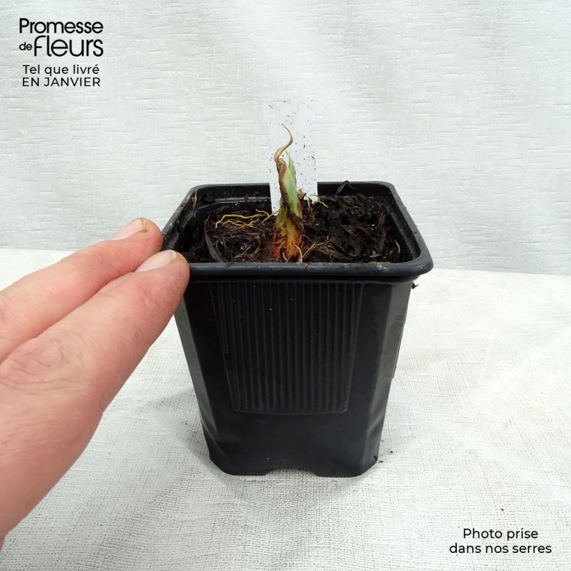 Exemplar von Hemerocallis Chocolate Candy - Taglilie Kleine Töpfe von 8/9 cm wie im Winter geliefert