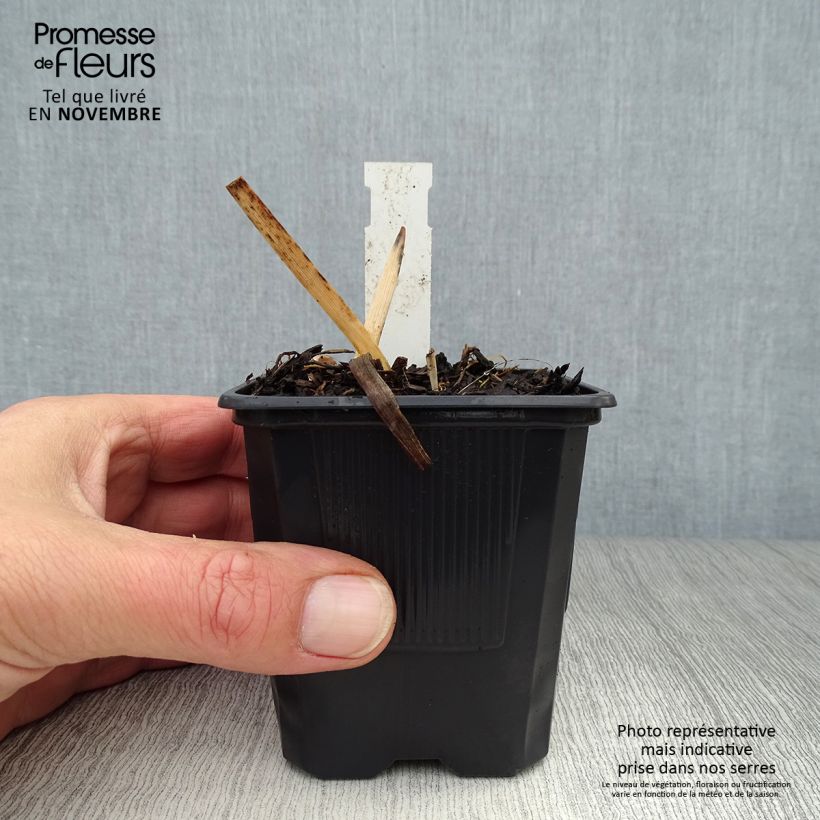 Example of Hemerocallis Chocolate Candy - Taglilie Kleine Töpfe von 8/9 cm as you get in automne