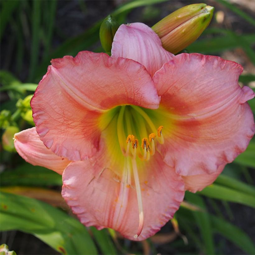 Hemerocallis Chorus Line - Taglilie (Flowering)