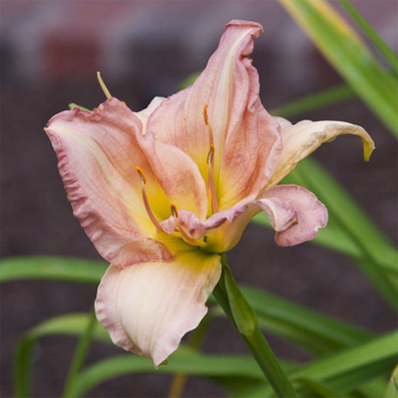 Hemerocallis Cindy Marie - Taglilie (Flowering)