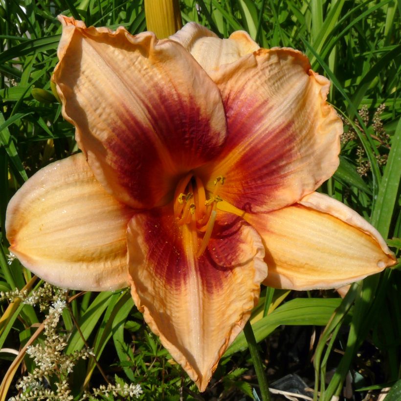 Hemerocallis Constance Eye - Taglilie (Flowering)