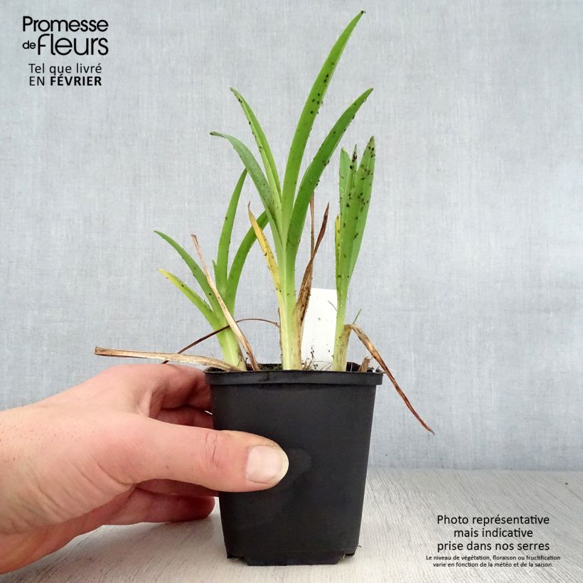 Exemplar von Hemerocallis Cosmopolitan - Taglilie Kleine Töpfe von 8/9 cm wie im Winter geliefert