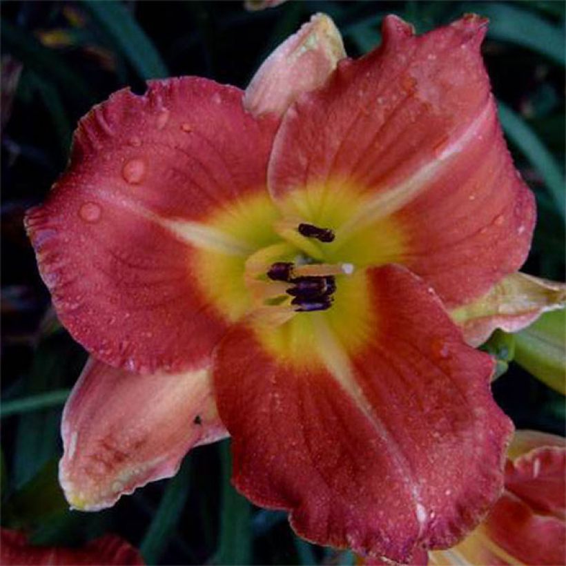 Hemerocallis Crackling Rosie - Taglilie (Flowering)