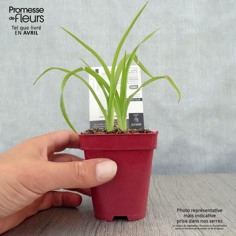 Exemplar von Hemerocallis Crimson Glory - Taglilie Kleine Töpfe von 8/9 cm wie im Frühjahr geliefert