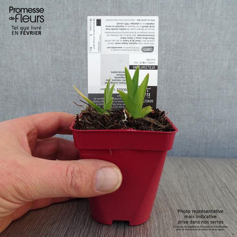 Exemplar von Hemerocallis Crimson Glory - Taglilie Kleine Töpfe von 8/9 cm wie im Winter geliefert