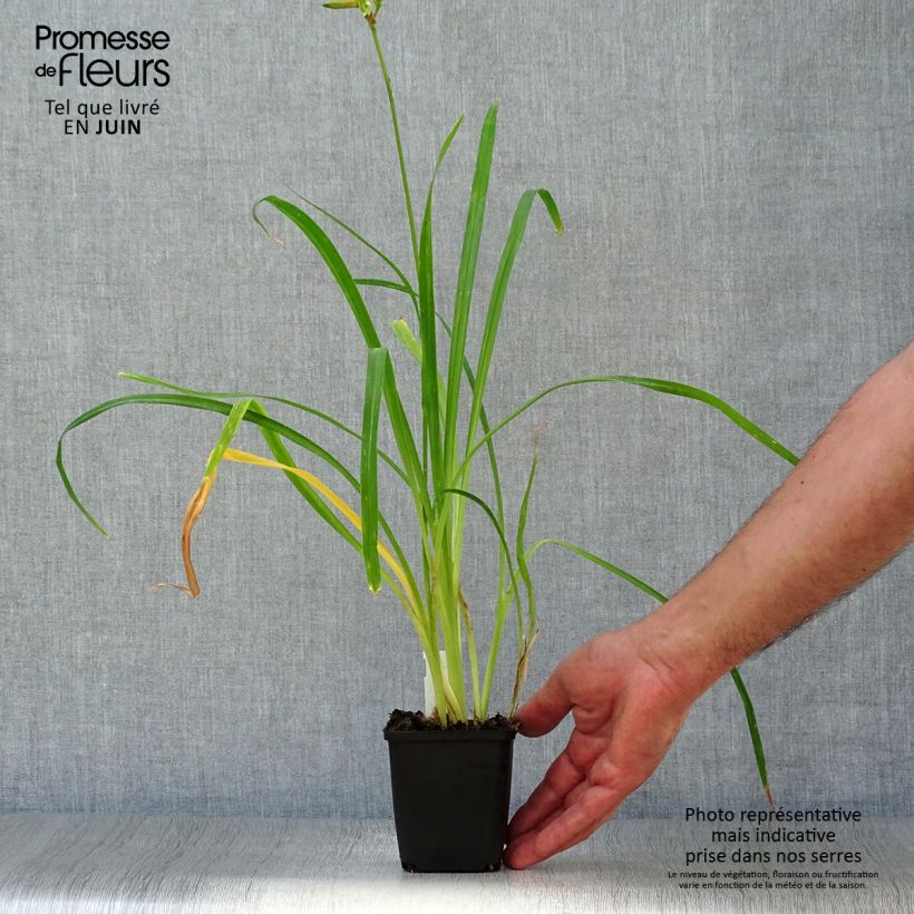 Exemplar von Hemerocallis Crimson Pirate - Taglilie Kleine Töpfe von 8/9 cm wie im Sommer geliefert