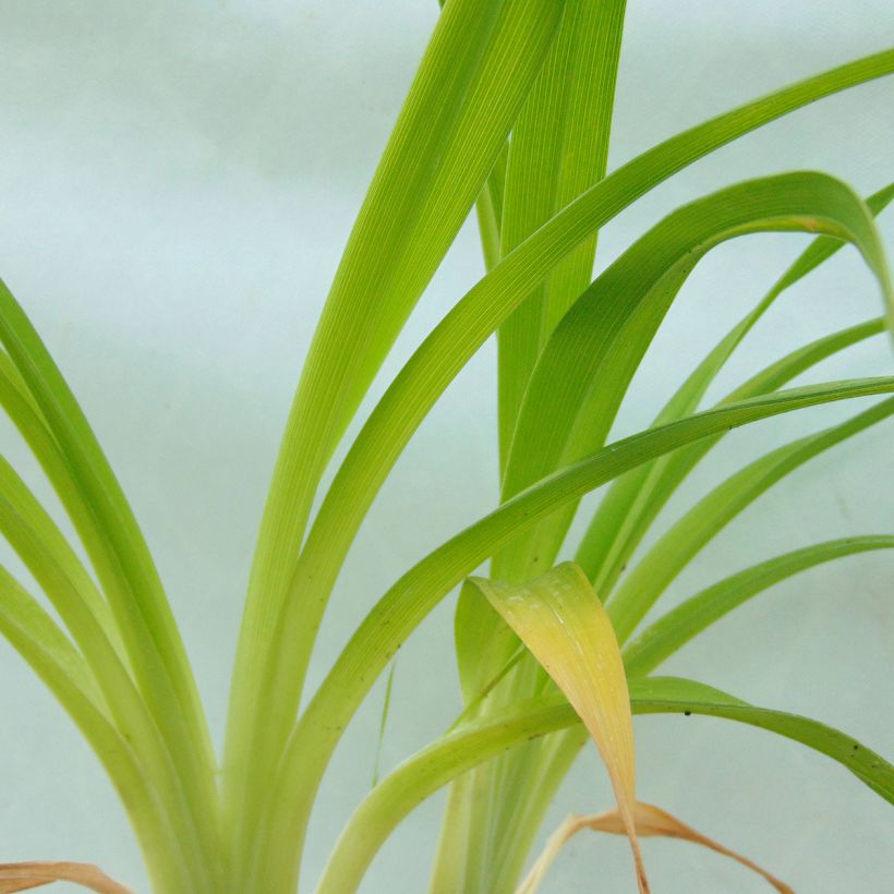 Hemerocallis Custard Candy - Taglilie (Foliage)