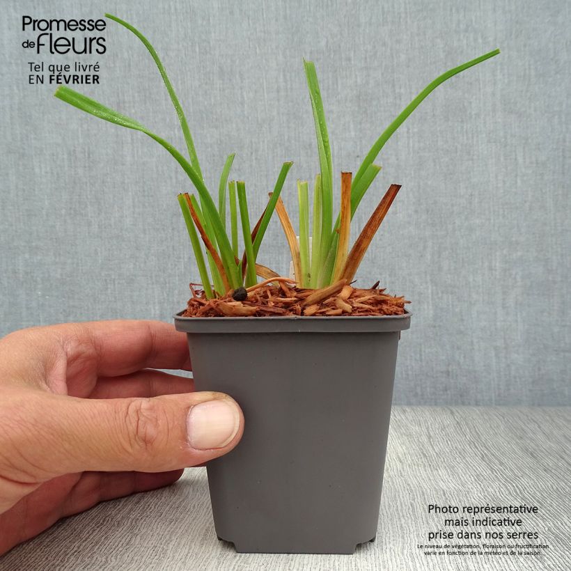 Example of Hemerocallis Custard Candy - Taglilie Kleine Töpfe von 8/9 cm as you get in automne