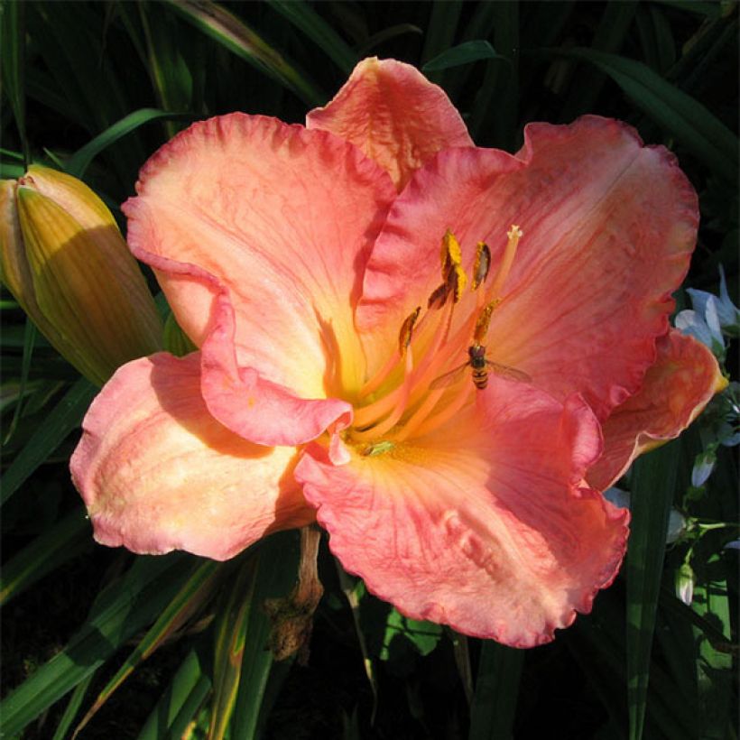 Hemerocallis Dancing Shiva - Taglilie (Flowering)