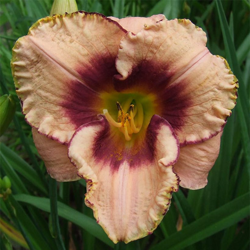 Hemerocallis Daring Dilemma - Taglilie (Flowering)