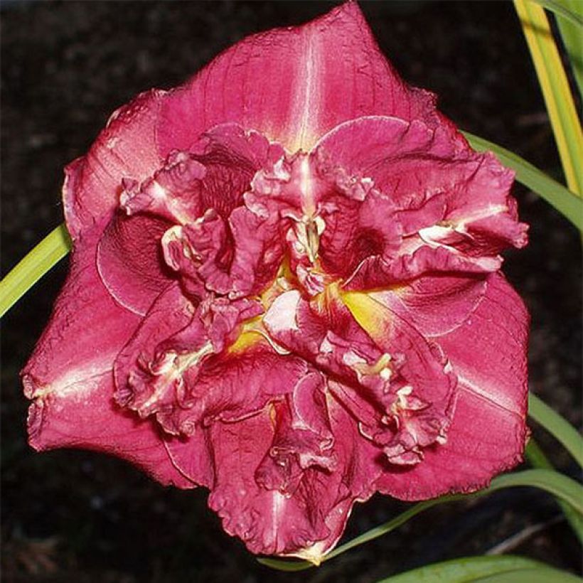 Hemerocallis Desdemona - Taglilie (Flowering)