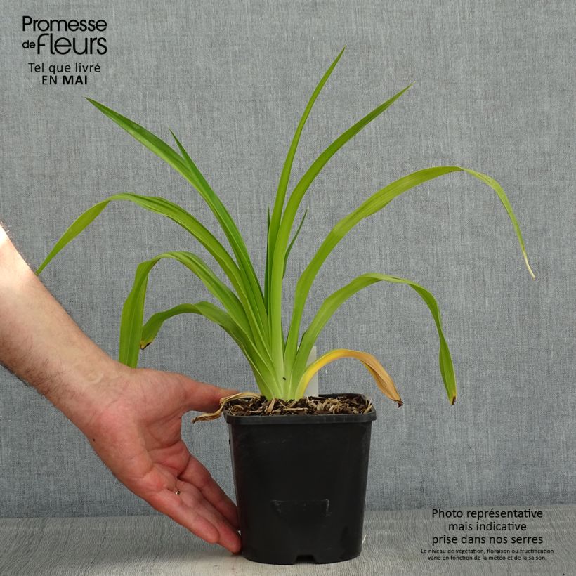 Exemplar von Hemerocallis Destined to See - Taglilie Topf mit 1L/1,5L wie im Frühjahr geliefert