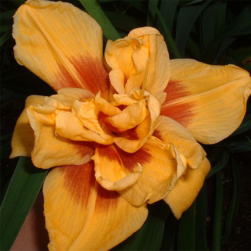 Hemerocallis Double Bold one - Taglilie (Flowering)