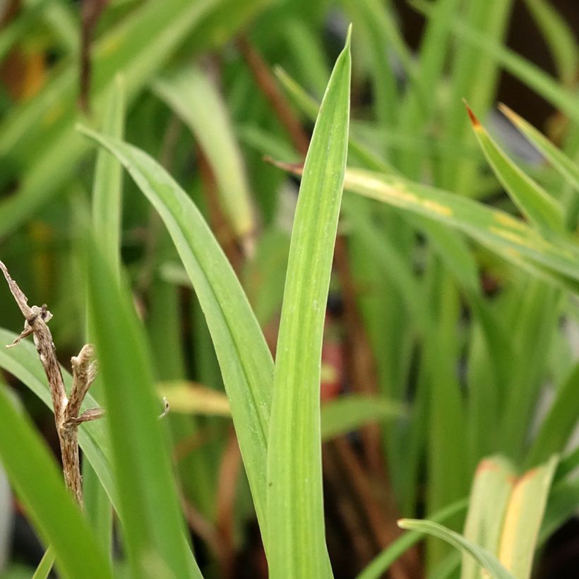 Hemerocallis Double Dream - Taglilie (Foliage)