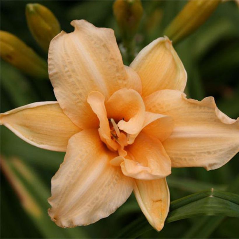 Hemerocallis Double Entendre - Taglilie (Flowering)