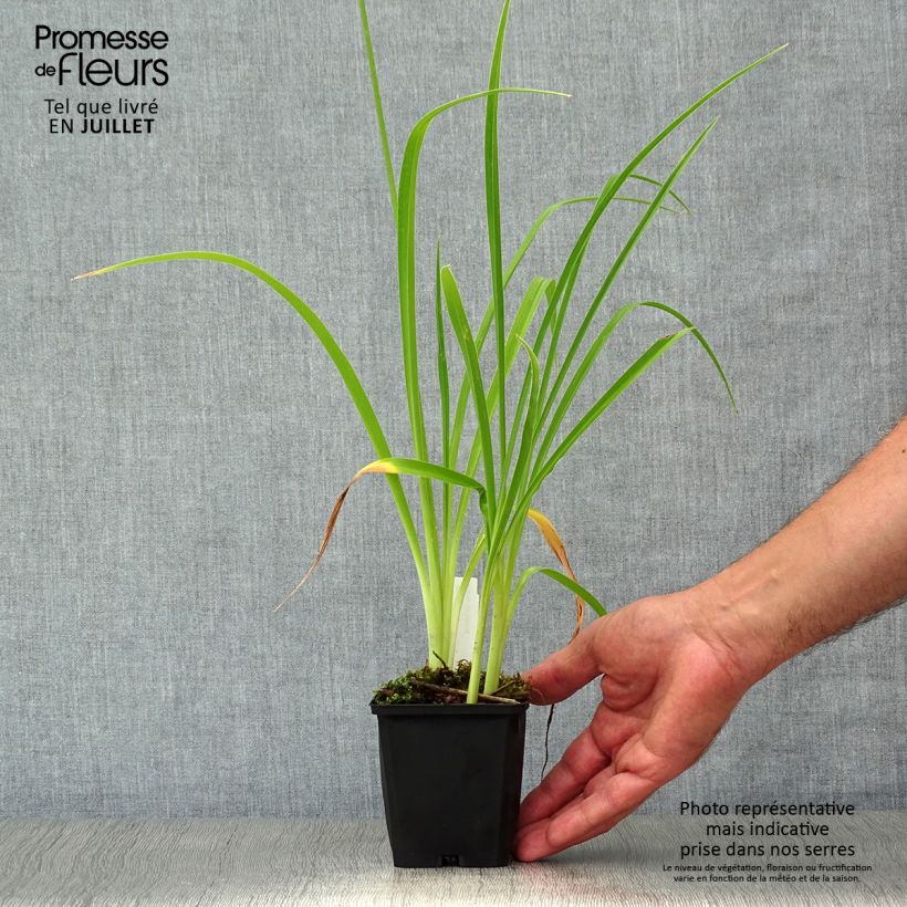 Exemplar von Hemerocallis Double River Wye - Taglilie Kleine Töpfe von 8/9 cm wie im Sommer geliefert