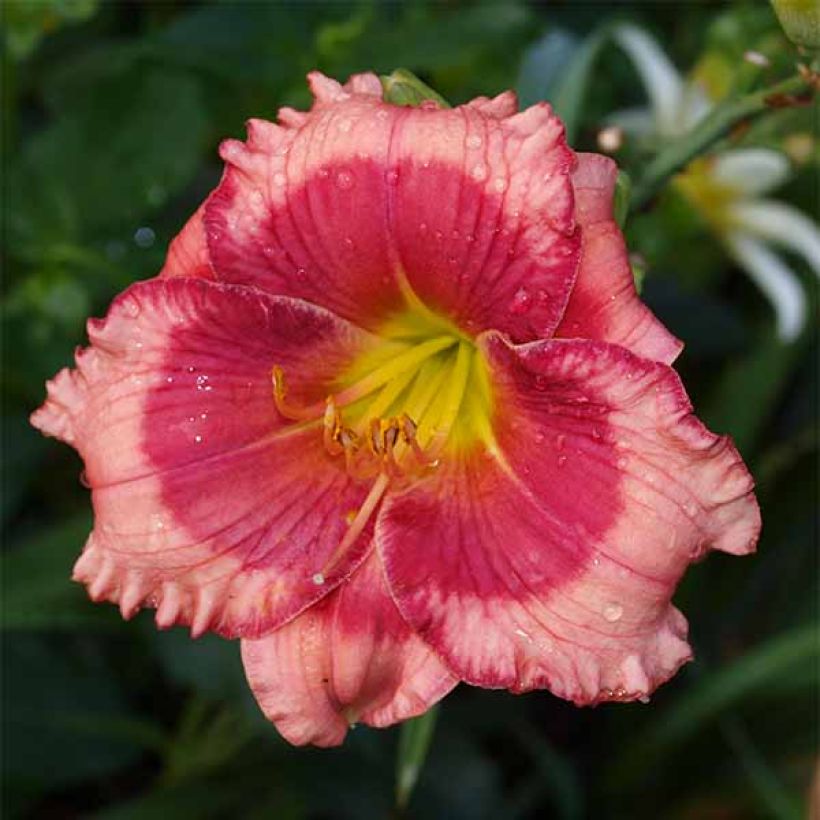 Hemerocallis Dragons Eye - Taglilie (Flowering)