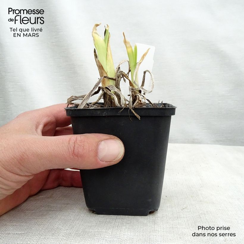 Exemplar von Hemerocallis Dragons Eye - Taglilie Topf mit 1L/1,5L wie im Frühjahr geliefert