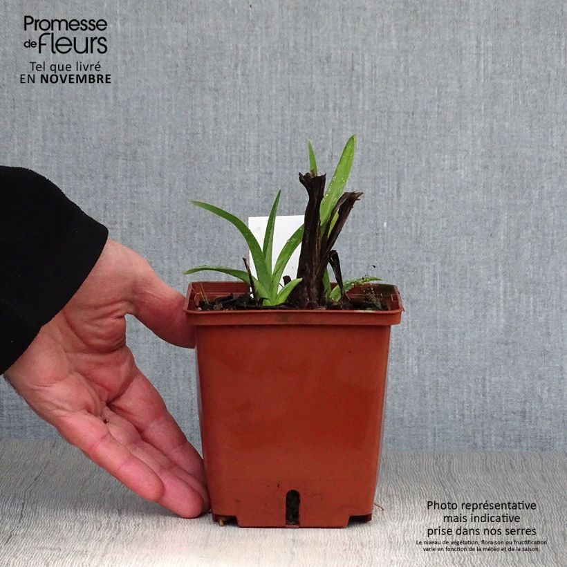 Example of Hemerocallis Dragons Eye - Taglilie Topf mit 1L/1,5L as you get in automne
