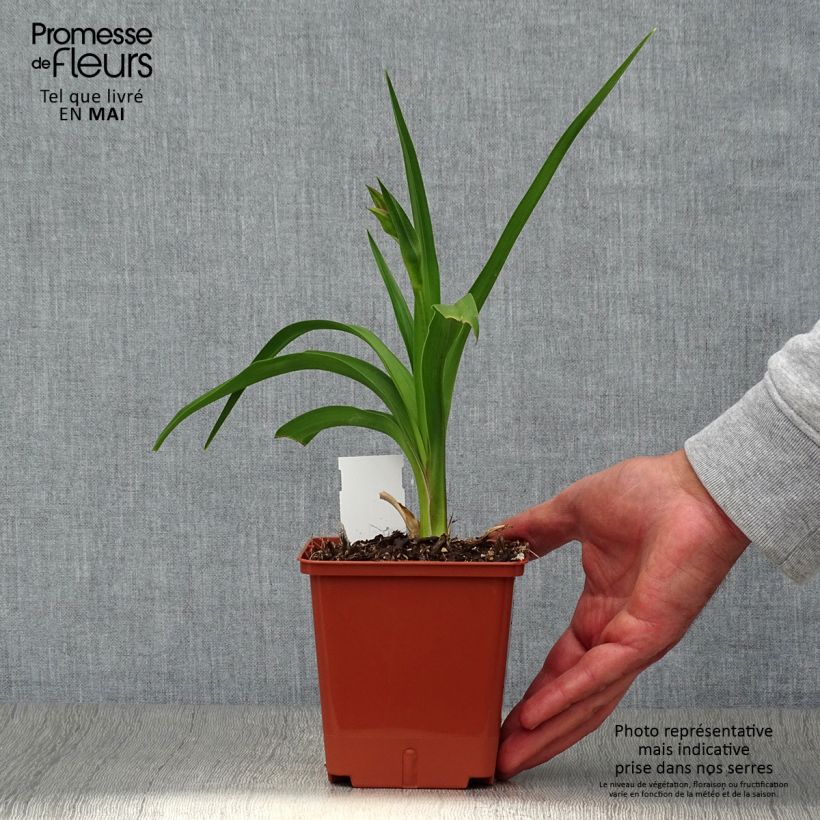 Exemplar von Hemerocallis Dream Legacy - Taglilie Topf mit 1L/1,5L wie im Frühjahr geliefert