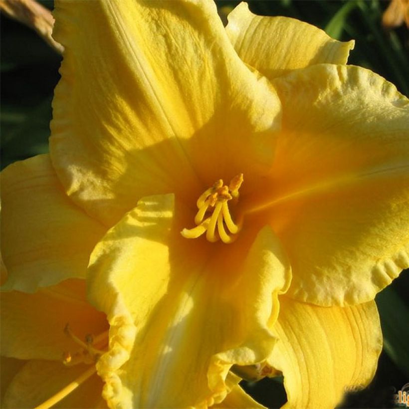 Hemerocallis Ed Kirchhoff - Taglilie (Flowering)