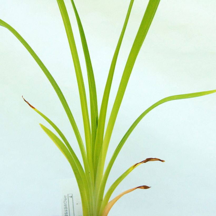 Hemerocallis Ed Murray - Taglilie (Foliage)
