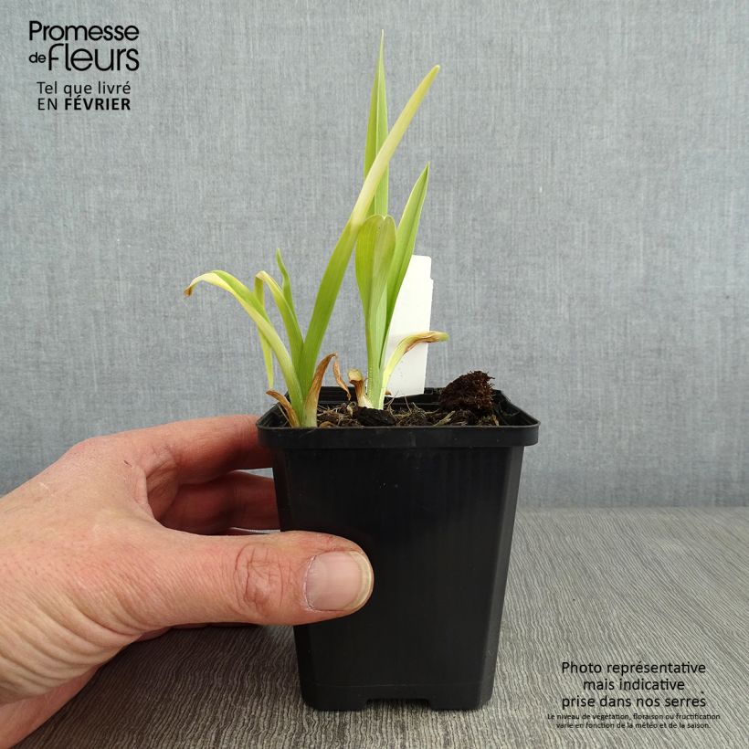 Exemplar von Hemerocallis Ed Murray - Taglilie Kleine Töpfe von 8/9 cm wie im Winter geliefert