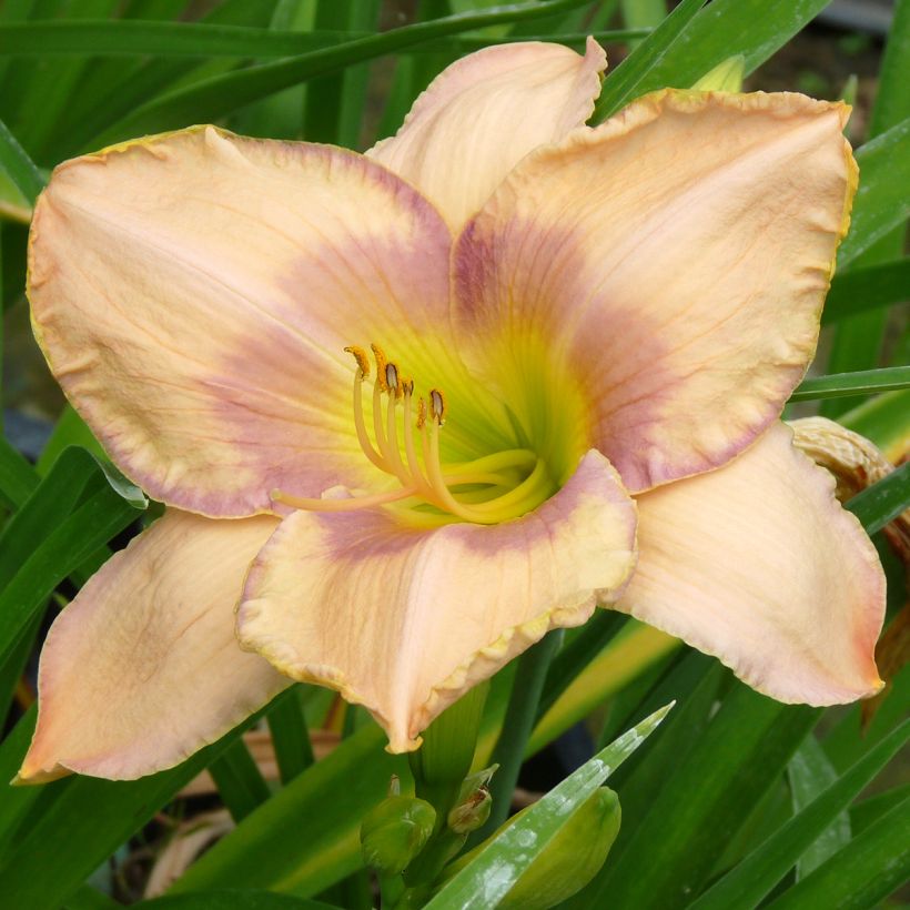 Hemerocallis Elegantissima - Taglilie (Flowering)