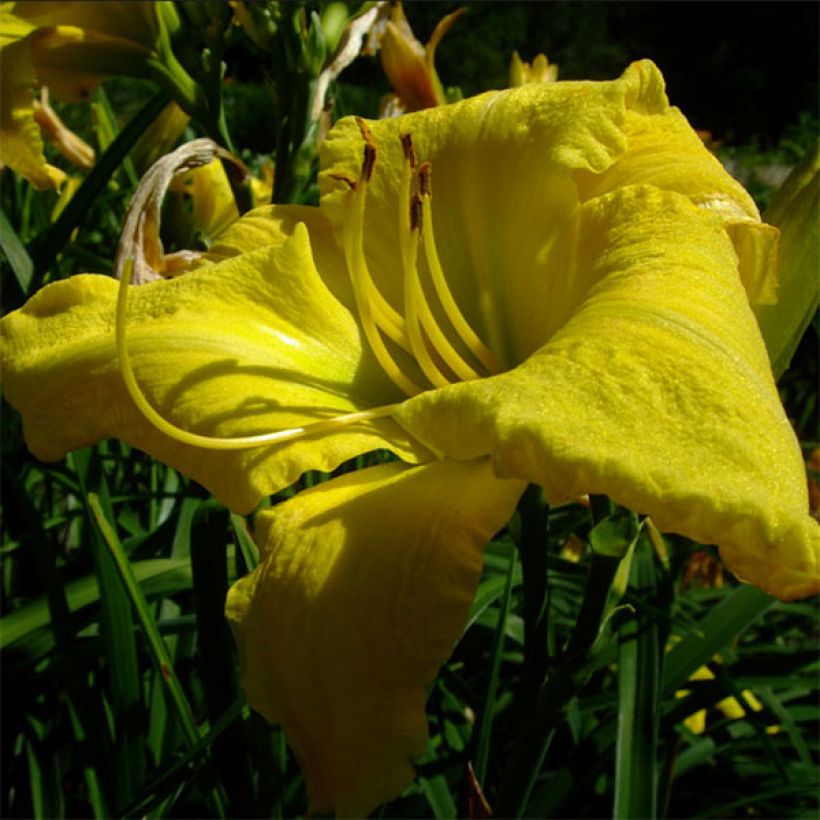 Hemerocallis Evening Bell - Taglilie (Flowering)