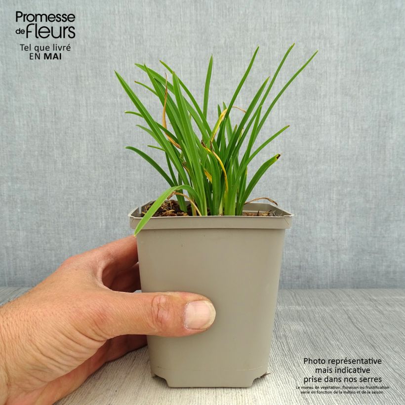 Exemplar von Hemerocallis Everydaylily Cerise - Taglilie Kleine Töpfe von 8/9 cm wie im Frühjahr geliefert