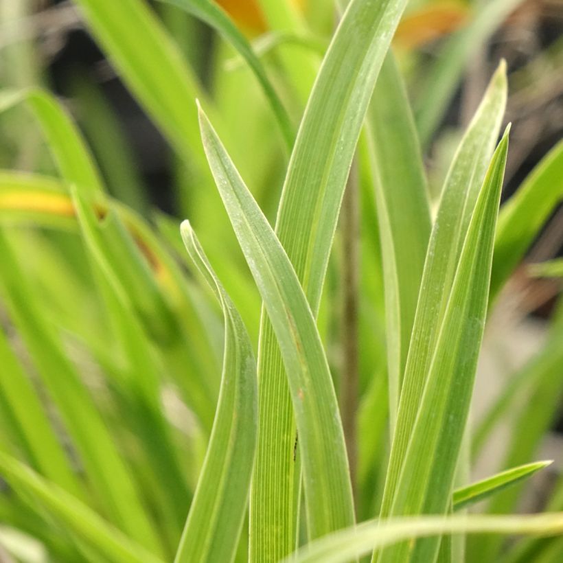 Hemerocallis Everydaylily Punch Yellow - Taglilie (Foliage)