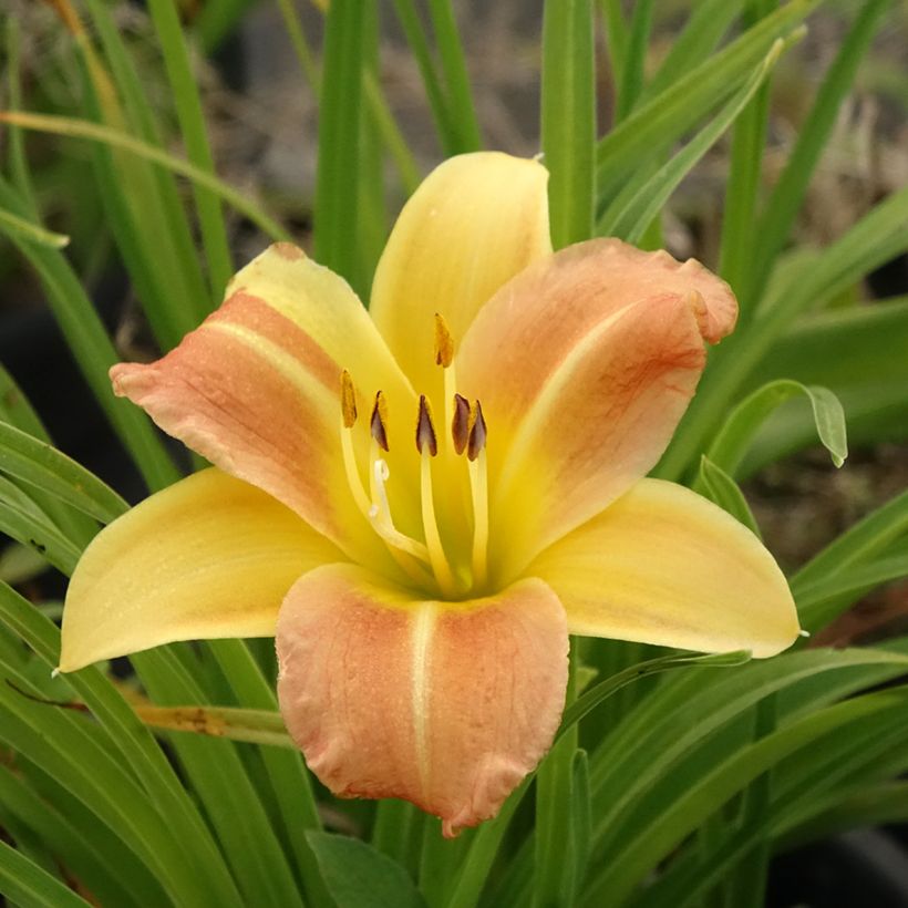 Hemerocallis Everydaylily Punch Yellow - Taglilie (Flowering)