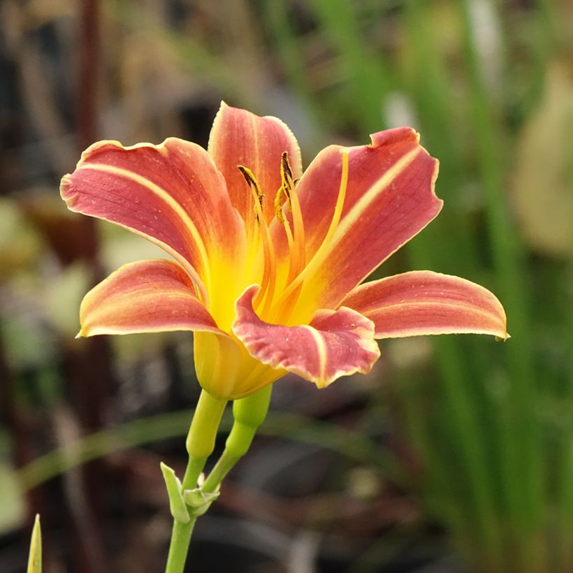 Hemerocallis Everydaylily Red Ribs - Taglilie (Flowering)