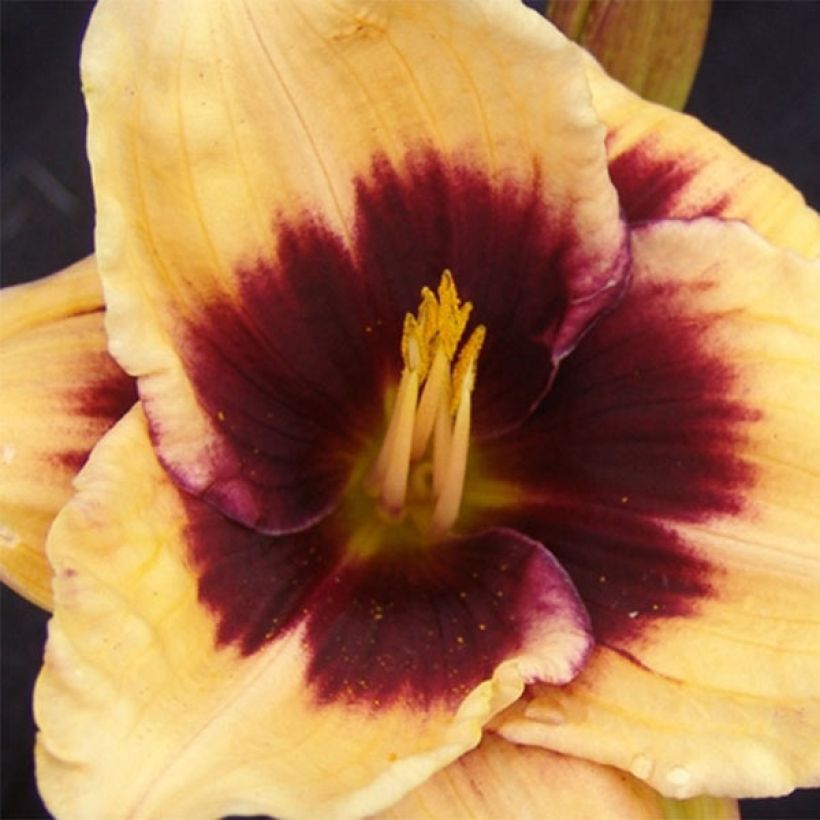 Hemerocallis Eye of Newt - Taglilie (Flowering)