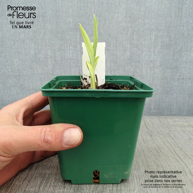 Exemplar von Hemerocallis Eyed Beauty - Taglilie Topf mit 1L/1,5L wie im Winter geliefert