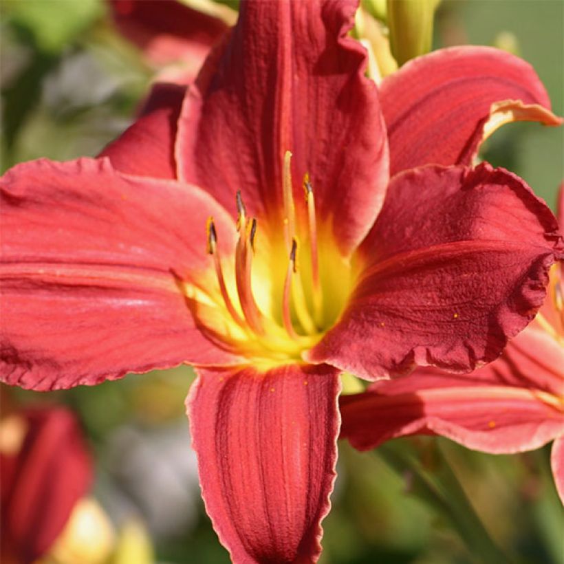 Hemerocallis Fabulous Favorite - Taglilie (Flowering)