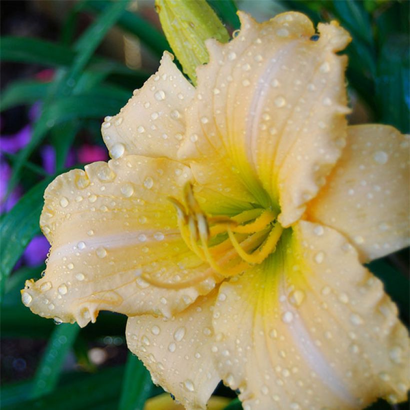 Hemerocallis Femme Osage - Taglilie (Flowering)