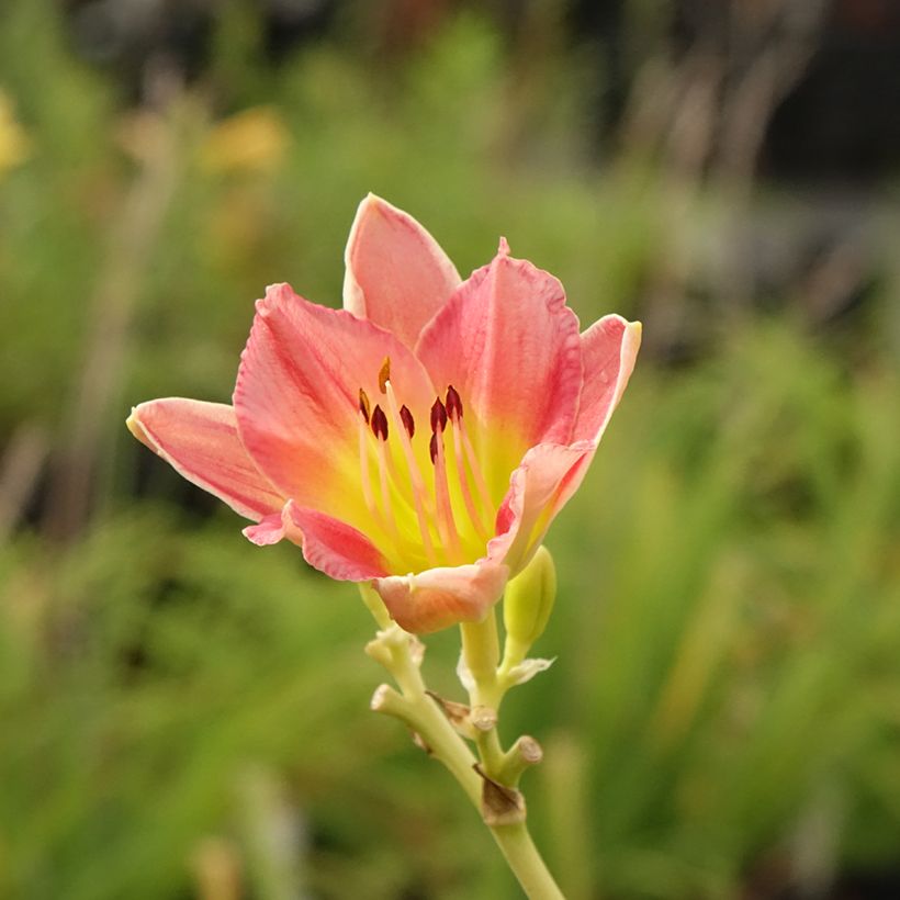 Hemerocallis Final Touch - Taglilie (Flowering)