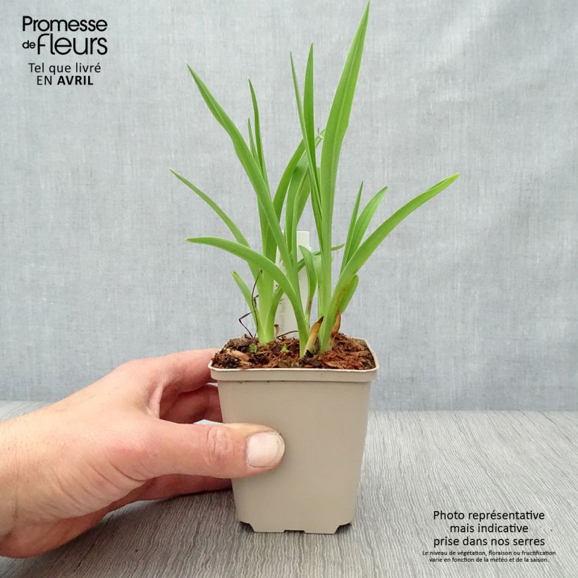 Exemplar von Hemerocallis Final Touch - Taglilie Kleine Töpfe von 8/9 cm wie im Frühjahr geliefert