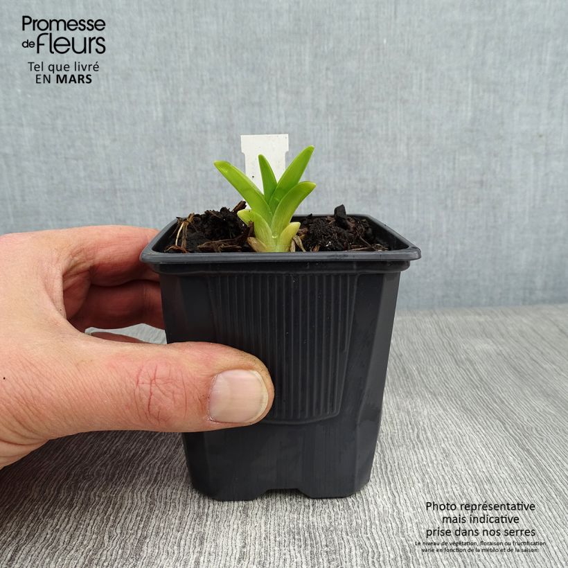 Exemplar von Hemerocallis Flambeau - Taglilie Kleine Töpfe von 8/9 cm wie im Winter geliefert