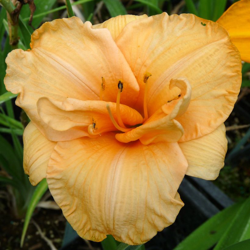 Hemerocallis Flower Pavilion - Taglilie (Flowering)