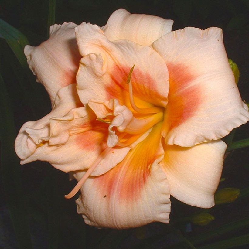 Hemerocallis Forty second Street - Taglilie (Flowering)