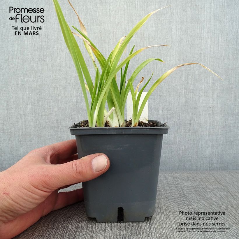 Exemplar von Hemerocallis Forty second Street - Taglilie Topf mit 1L/1,5L wie im Winter geliefert
