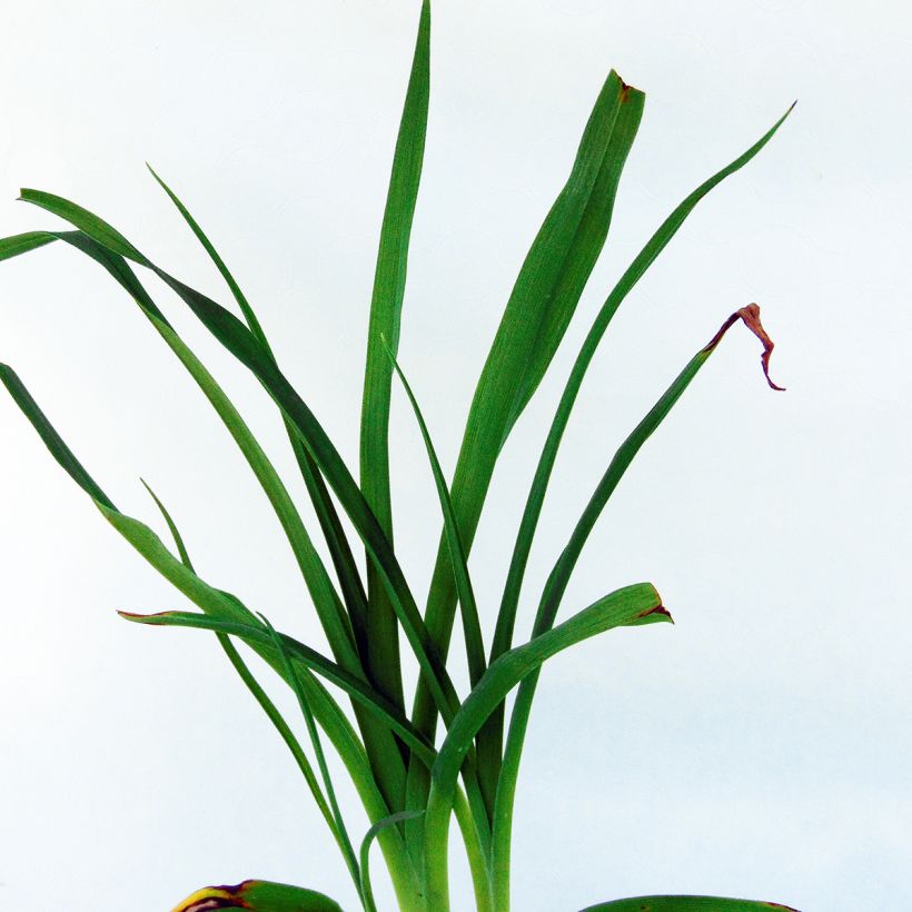 Hemerocallis Frans Hals - Taglilie (Foliage)