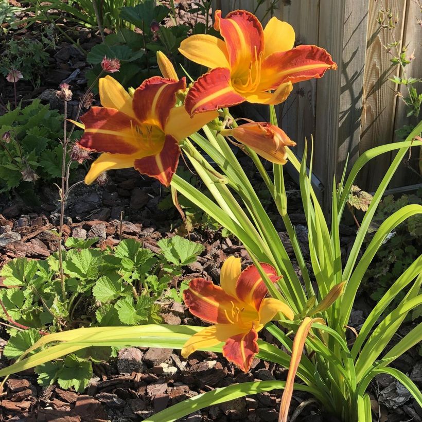 Hemerocallis Frans Hals - Taglilie (Wuchs)
