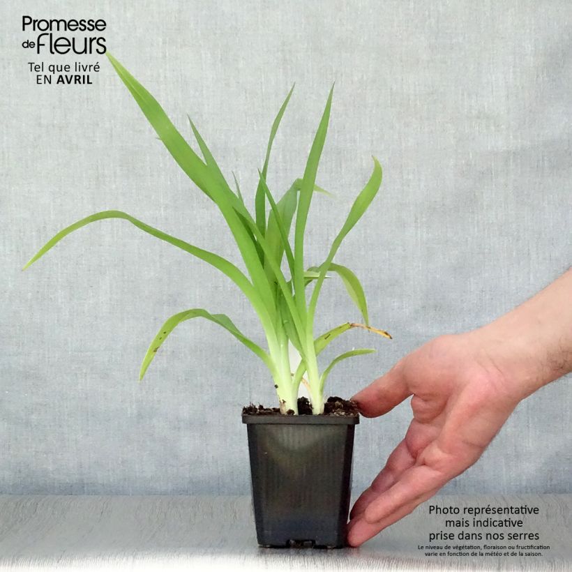 Exemplar von Hemerocallis Frans Hals - Taglilie Kleine Töpfe von 8/9 cm wie im Frühjahr geliefert